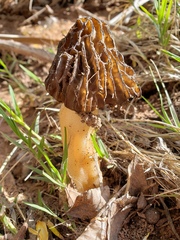 Morchella populiphila