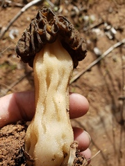 Morchella populiphila