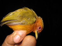 Rufous Piculet photo 5