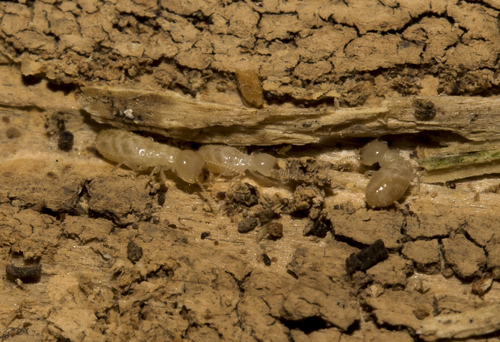 Eastern subterranean termite