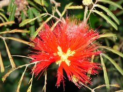 Calliandra tweediei