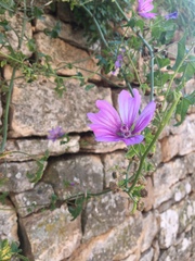 Malva sylvestris