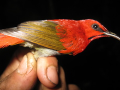 Aethopyga temminckii