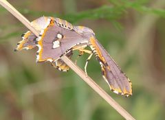 Coenina poecilaria