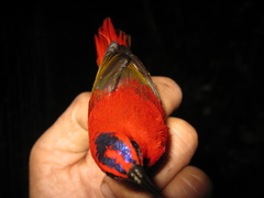 Aethopyga temminckii