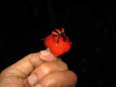 Aethopyga temminckii