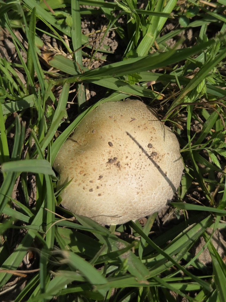 Stropharia coronilla · April 2026 · photo: © jthomlinson (iNaturalist, cc-by)