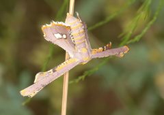 Coenina poecilaria