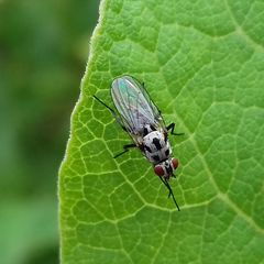 Anthomyia