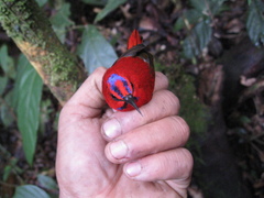 Aethopyga temminckii