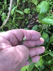 Myosotis macrosperma