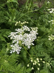Anthriscus sylvestris