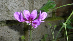 Pelargonium suburbanum