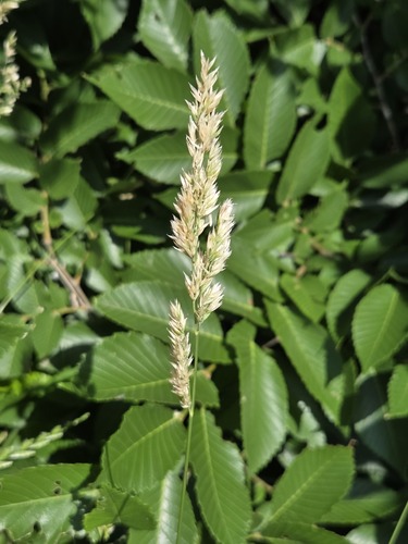Poa arachnifera, photograph 6