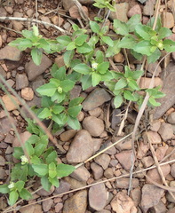 Acanthospermum australe