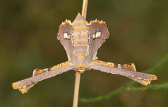 Coenina poecilaria