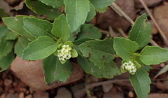 Acanthospermum australe