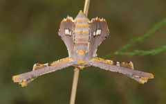 Coenina poecilaria