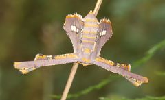 Coenina poecilaria