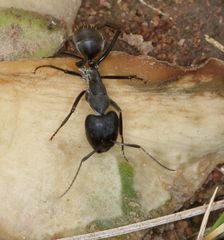 Camponotus eugeniae
