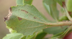 Acanthospermum australe