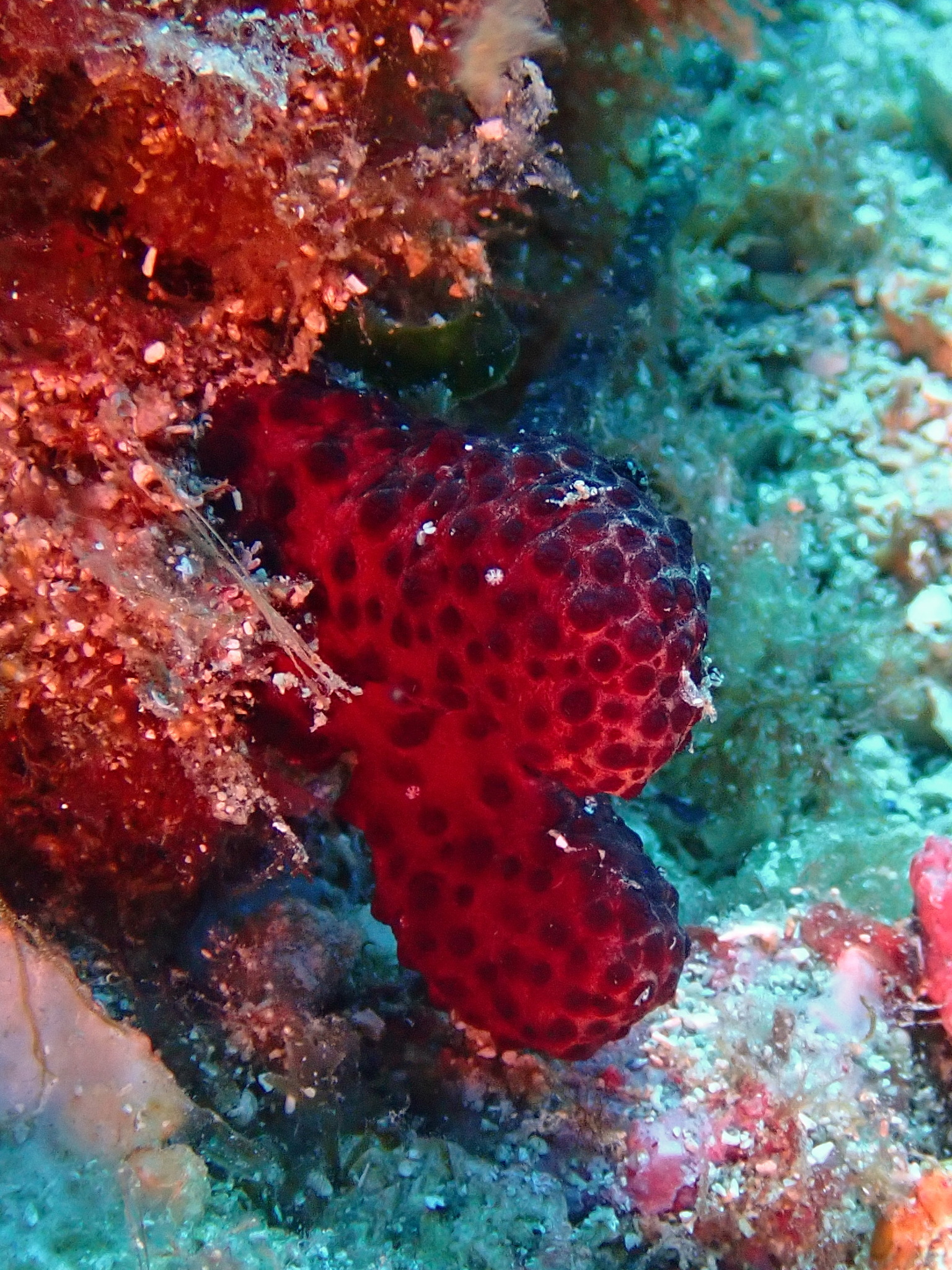 Alcyonium acaule Marion, 1878