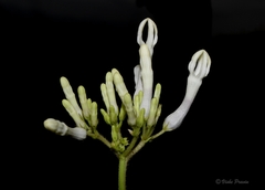 Ceropegia rollae