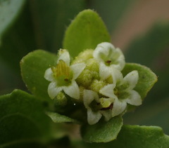 Acanthospermum australe