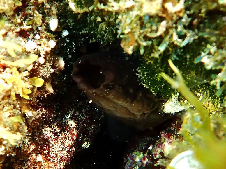 Phallusia fumigata (Grube, 1864)