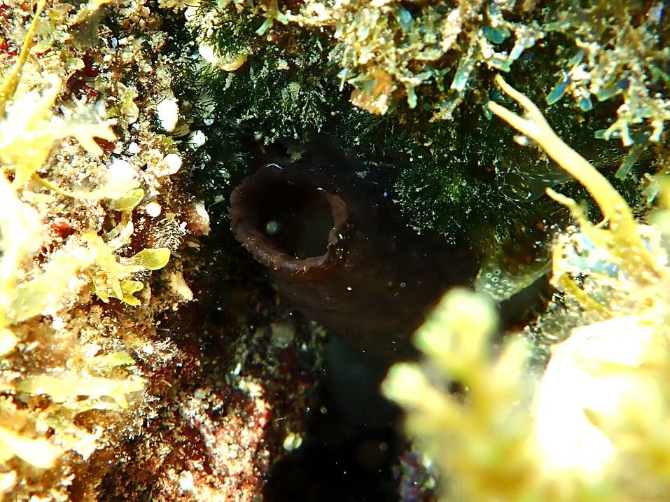 Phallusia fumigata (Grube, 1864)