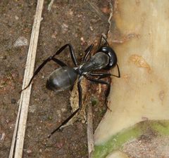 Camponotus eugeniae