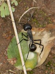 Camponotus eugeniae