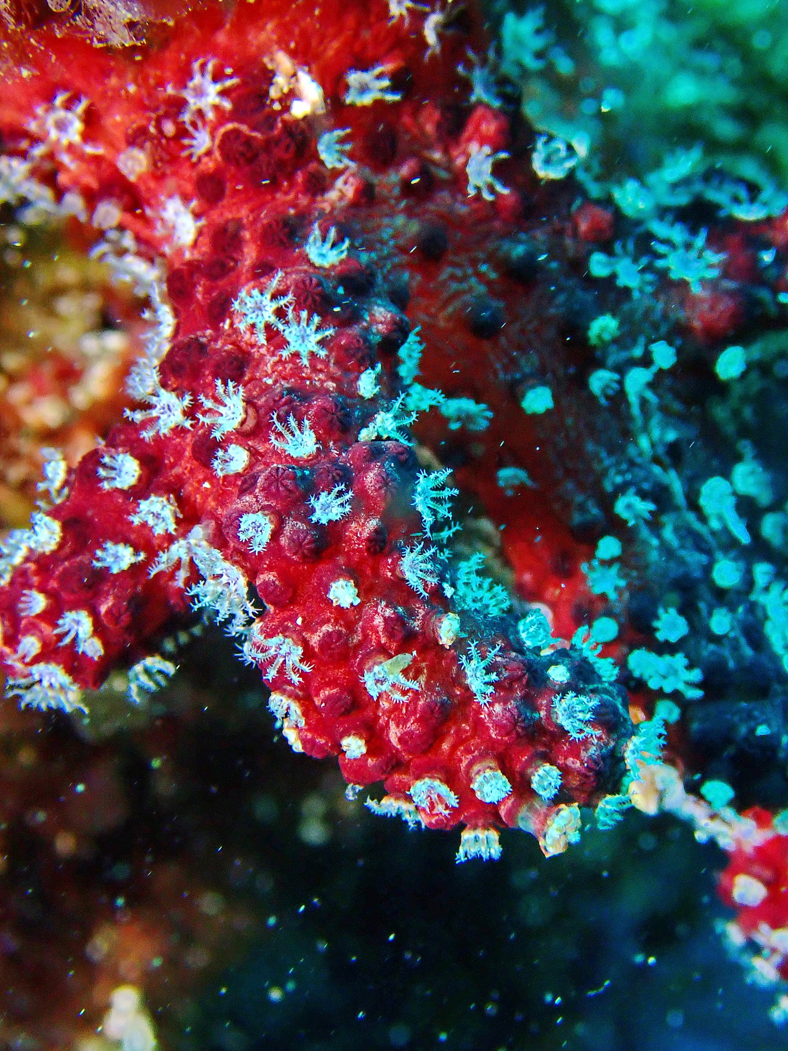 Alcyonium coralloides (Pallas, 1766)