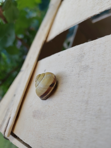Cepaea nemoralis