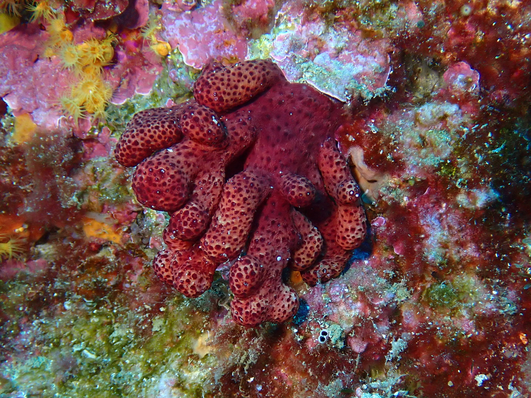 Alcyonium acaule Marion, 1878