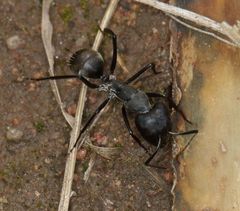 Camponotus eugeniae