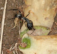 Camponotus eugeniae