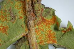 Puccinia hieracii