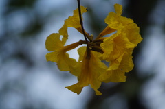 Handroanthus chrysotrichus