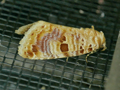 Diastema tigris