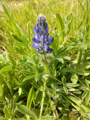 Lupinus micranthus