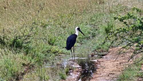 African Woolly-necked Stork
