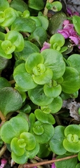 Sedum tetractinum