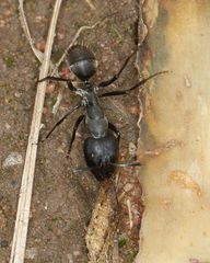 Camponotus eugeniae