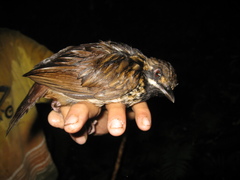 Turdinus atrigularis