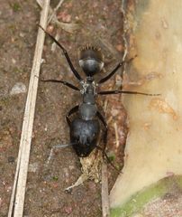 Camponotus eugeniae