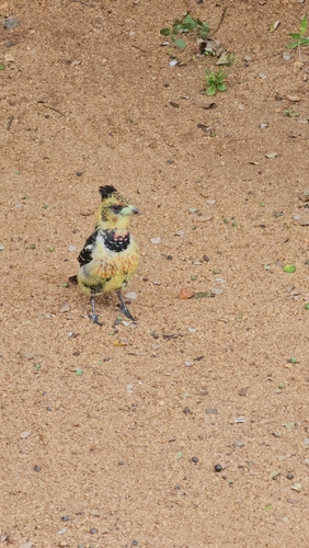 Crested Barbet