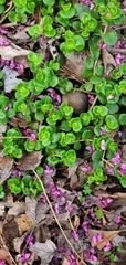 Sedum tetractinum