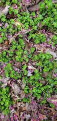 Sedum tetractinum