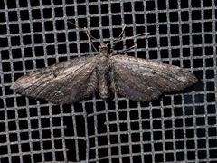 Eupithecia subapicata